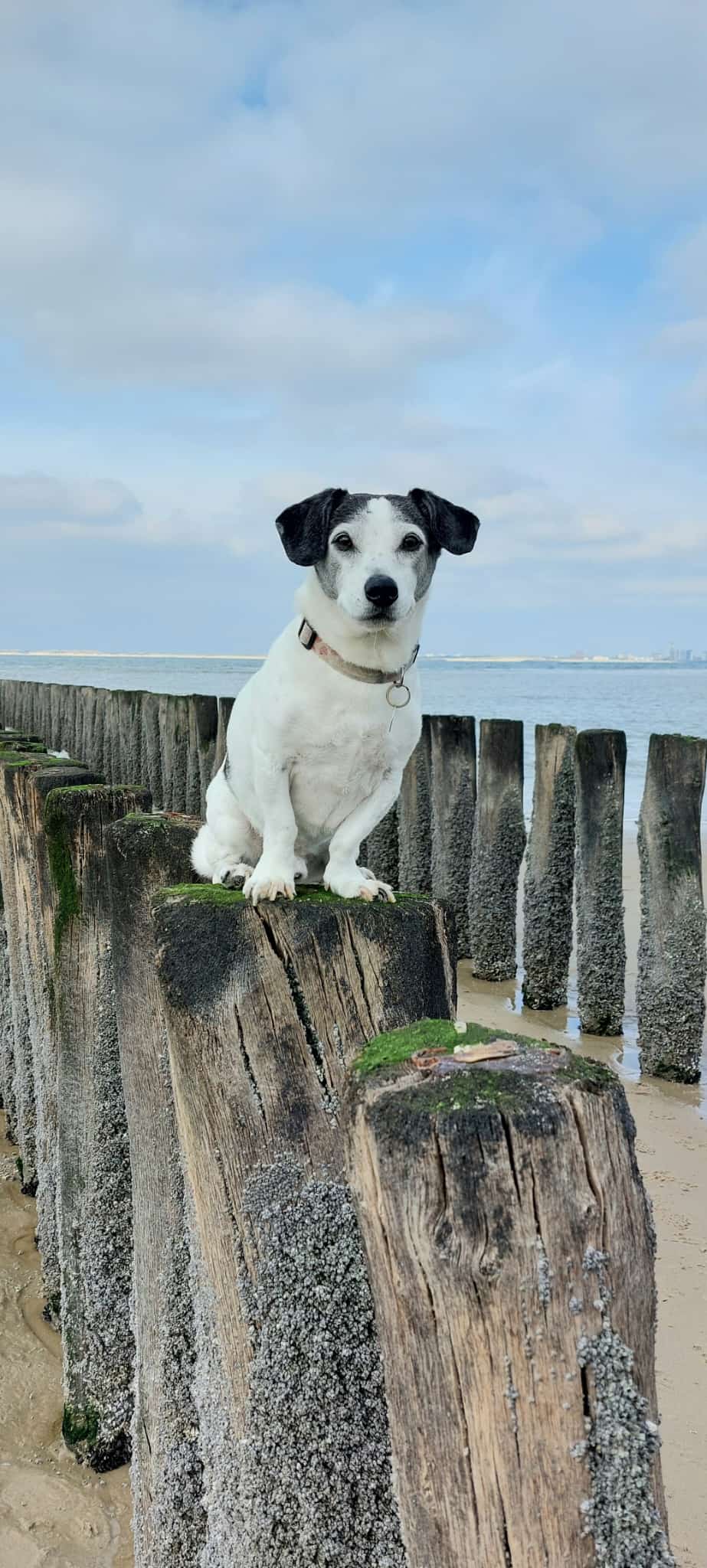 Hondje op het strand